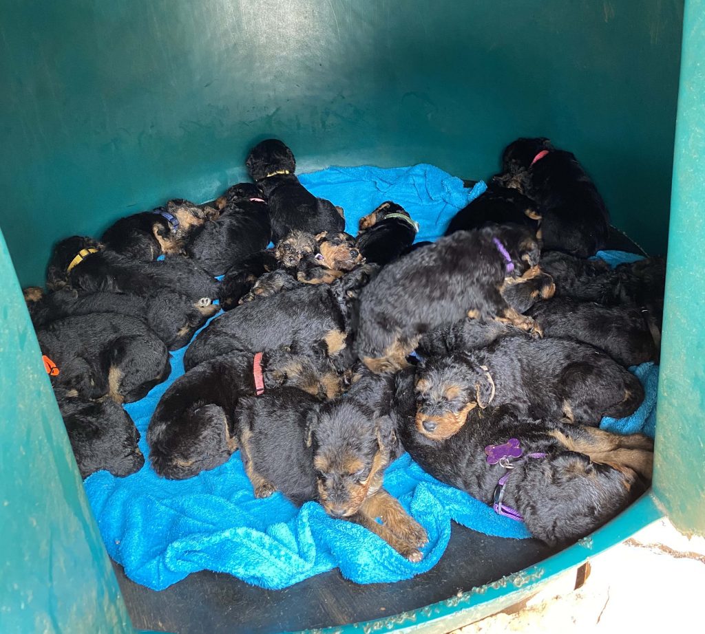 A pile of Airedale Terrier puppies sleeping inside a kennel